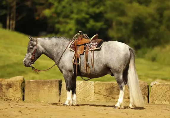 Chase ist die Art von Pony, die schwer zu finden ist.