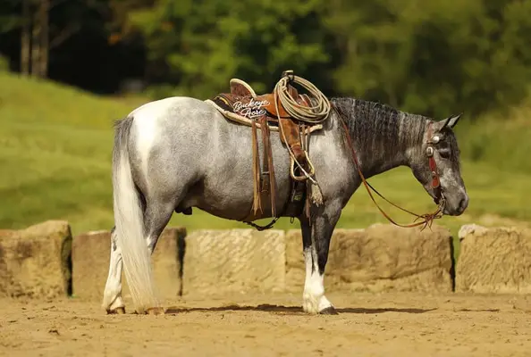 Chase ist die Art von Pony, die schwer zu finden ist.