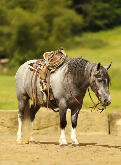 Chase ist die Art von Pony, die schwer zu finden ist.