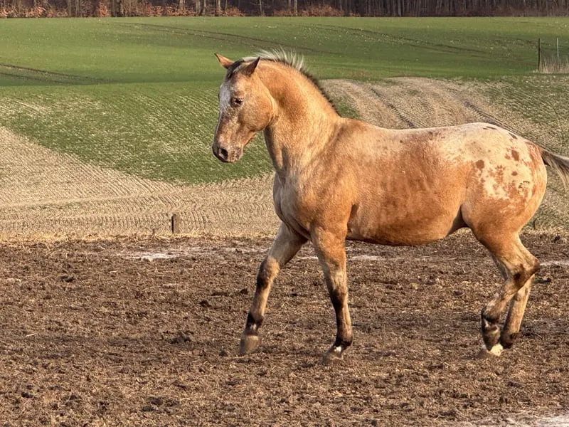 Typvoller Appaloosa mit Ausstrahlung