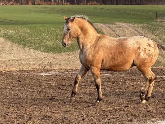Typvoller Appaloosa mit Ausstrahlung