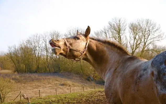 Typvoller Appaloosa mit Ausstrahlung