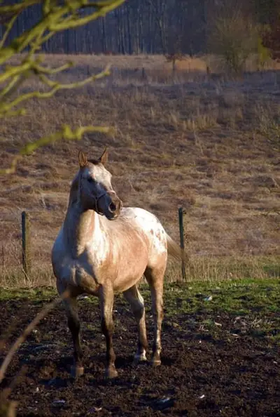 Typvoller Appaloosa mit Ausstrahlung