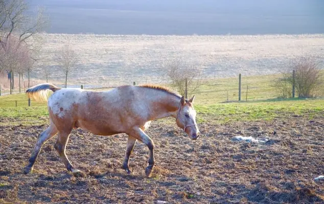Typvoller Appaloosa mit Ausstrahlung