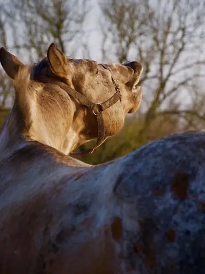Typvoller Appaloosa mit Ausstrahlung