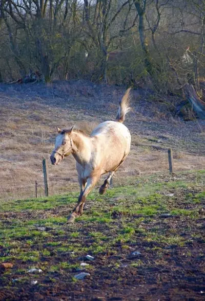 Typvoller Appaloosa mit Ausstrahlung