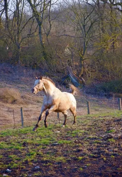 Typvoller Appaloosa mit Ausstrahlung