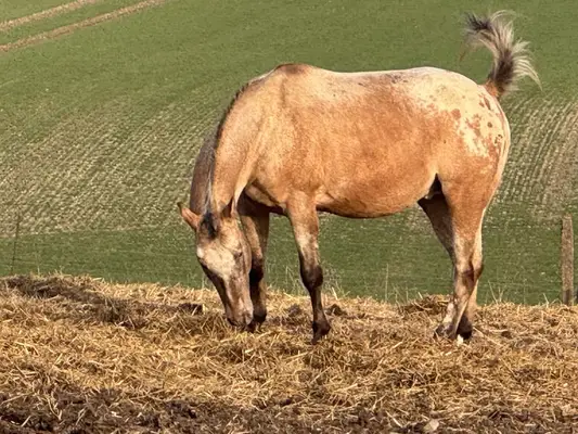Typvoller Appaloosa mit Ausstrahlung