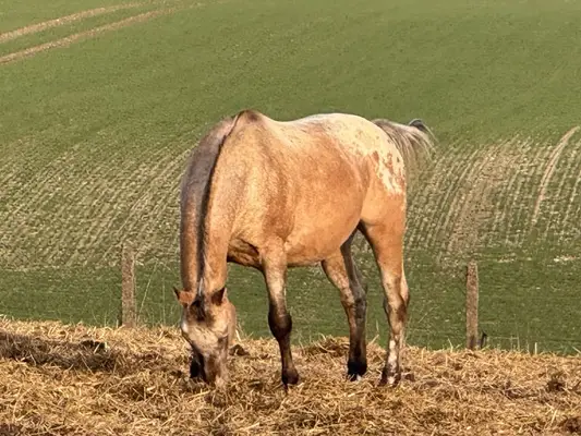 Typvoller Appaloosa mit Ausstrahlung
