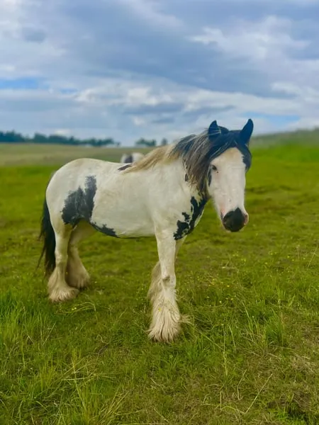 Tinker Stute „Baby Boozer“ – genannt Tuffy