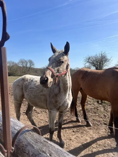 Schicke Appaloosa-Stute mit Potenzial