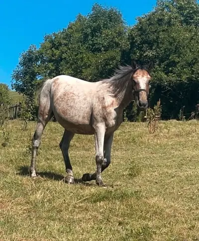 Schicke Appaloosa-Stute mit Potenzial