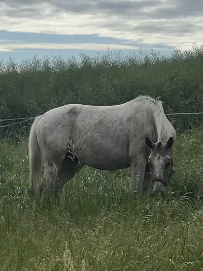 Schicke Appaloosa-Stute mit Potenzial