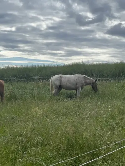 Schicke Appaloosa-Stute mit Potenzial
