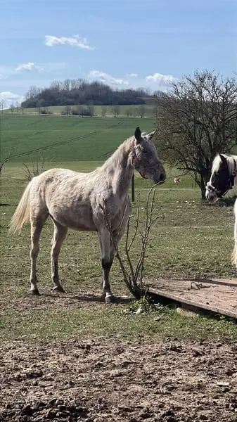 Schicke Appaloosa-Stute mit Potenzial