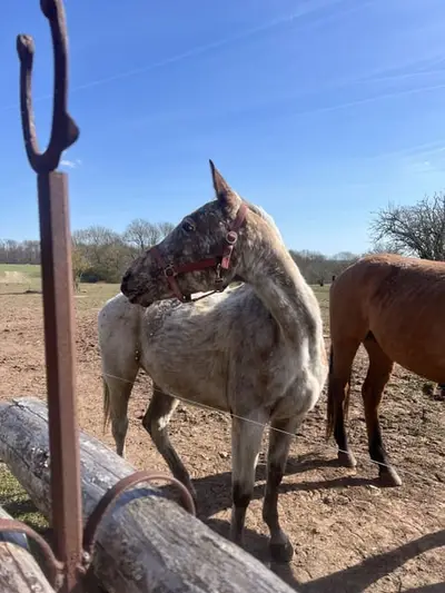 Schicke Appaloosa-Stute mit Potenzial