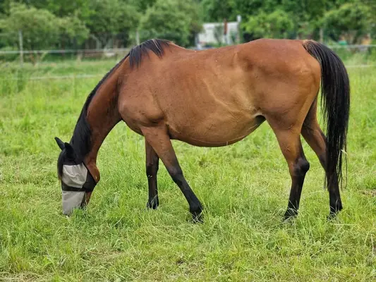Hermosa yegua Irish Sport Horse con experiencia en cría