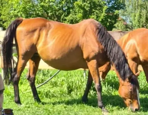 Wunderschöne Irish Sport Horse Stute mit Zuchterfahrung