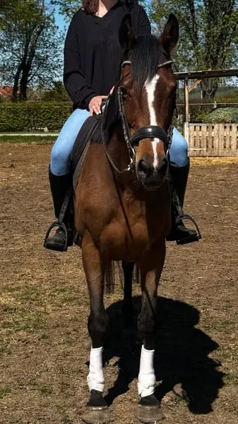 Wunderschöne Irish Sport Horse Stute mit Zuchterfahrung