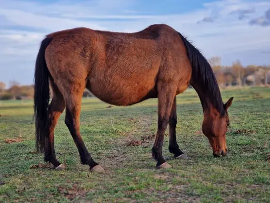 Wunderschöne Irish Sport Horse Stute mit Zuchterfahrung