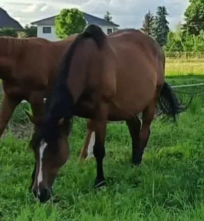 Wunderschöne Irish Sport Horse Stute mit Zuchterfahrung
