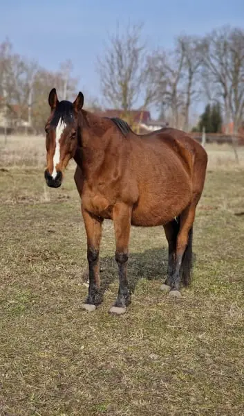Wunderschöne Irish Sport Horse Stute mit Zuchterfahrung