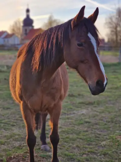Wunderschöne Irish Sport Horse Stute mit Zuchterfahrung