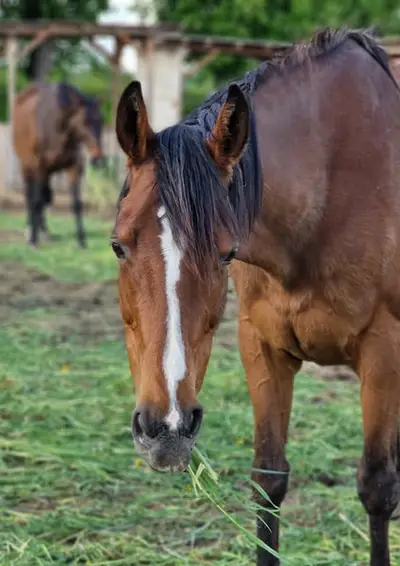 Wunderschöne Irish Sport Horse Stute mit Zuchterfahrung