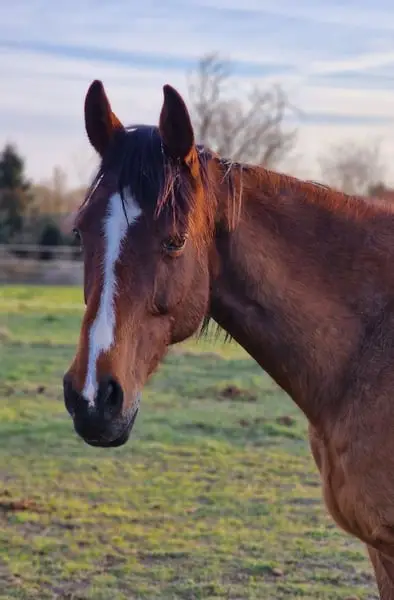 Wunderschöne Irish Sport Horse Stute mit Zuchterfahrung