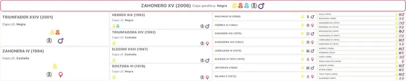 TOP PRE Calificado Deckhengst Zahonero XV , TG Samen