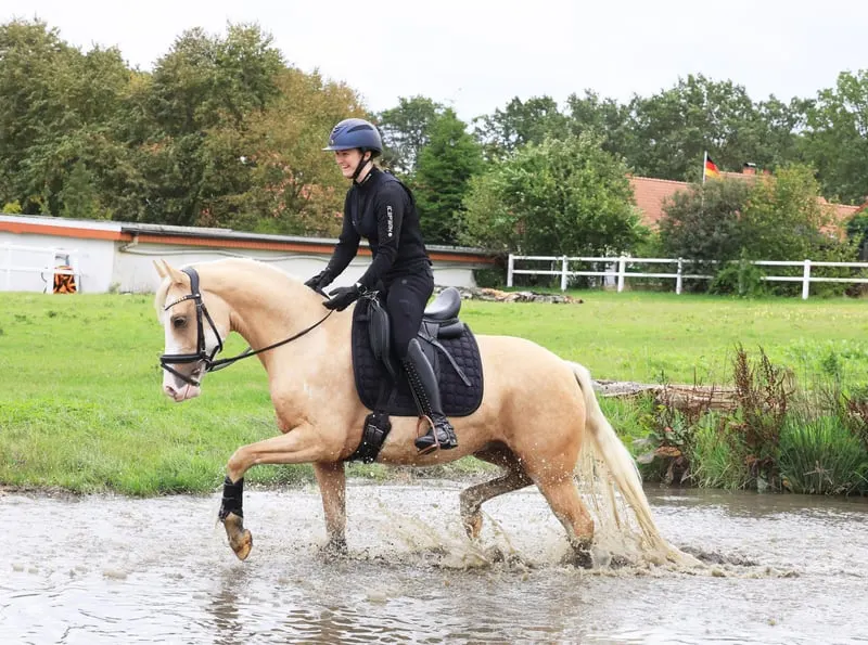 rittiges Nachwuchs Dressurpony aus Dornik B Mutter