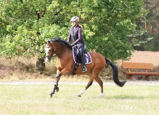 Sportlicher L-platzierter Dressurpony Wallach
