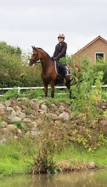 Sportlicher L-platzierter Dressurpony Wallach