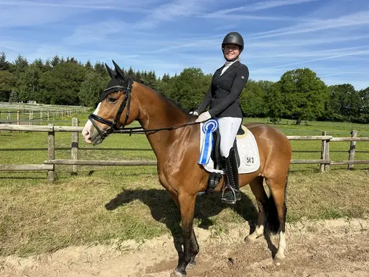 Sportlicher L-platzierter Dressurpony Wallach
