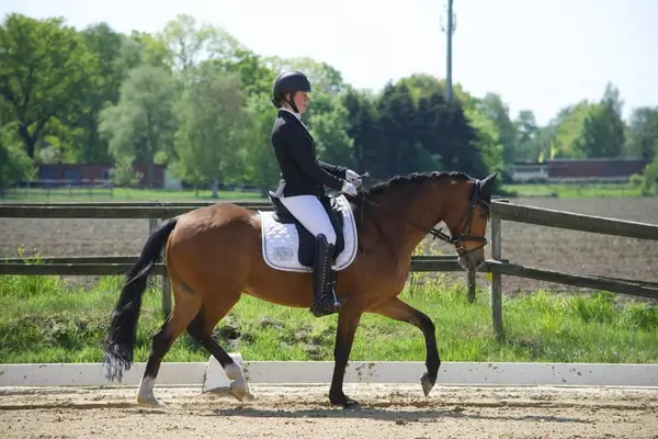 Sportlicher L-platzierter Dressurpony Wallach