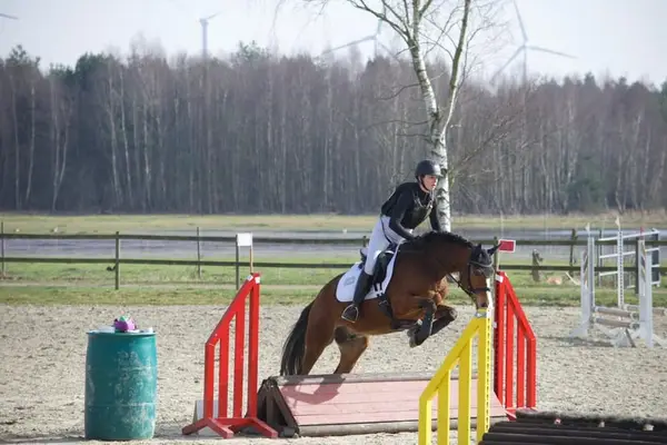 Sportlicher L-platzierter Dressurpony Wallach