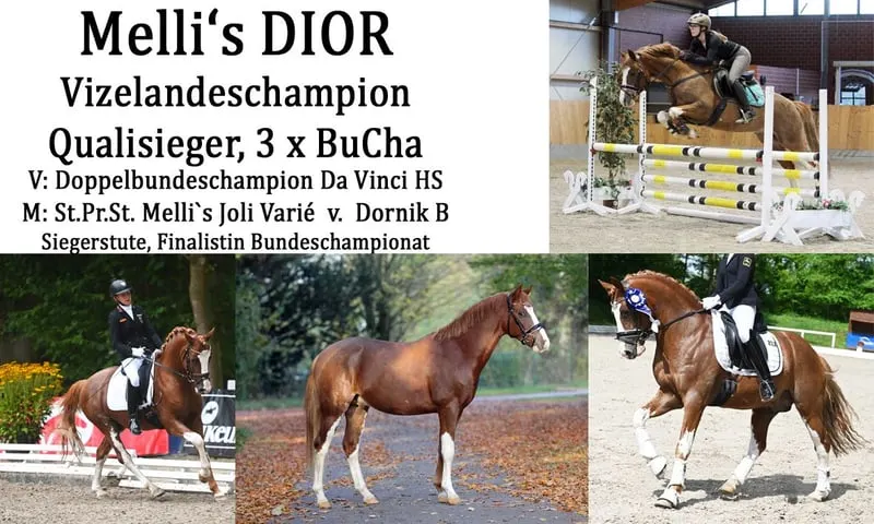 Melli's Dior