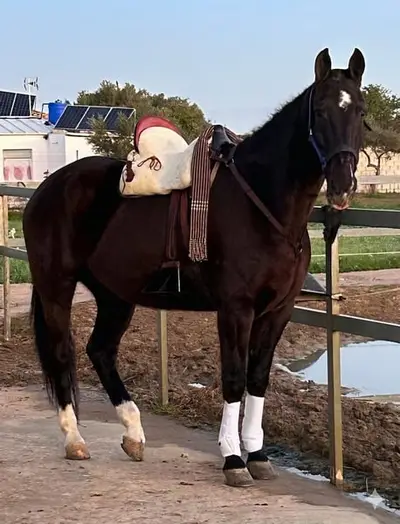 GITANO - caballo familiar fiable