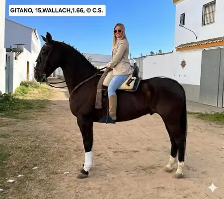 GITANO - zuverlässiges Familienpferd