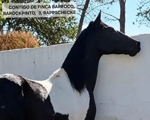CONTIGO DE FINCA BARROCO, BAROCKPINTO- Kohlschwarz- Weiß