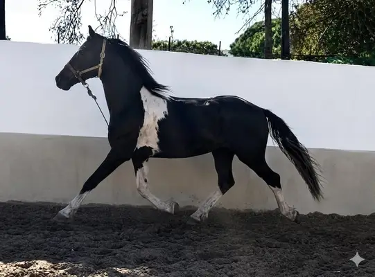 CONTIGO DE FINCA BARROCO, BAROCKPINTO- Kohlschwarz- Weiß