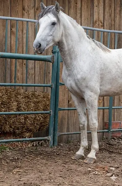 TAYSON, PORCELLANO Schecke, Friesenmix
