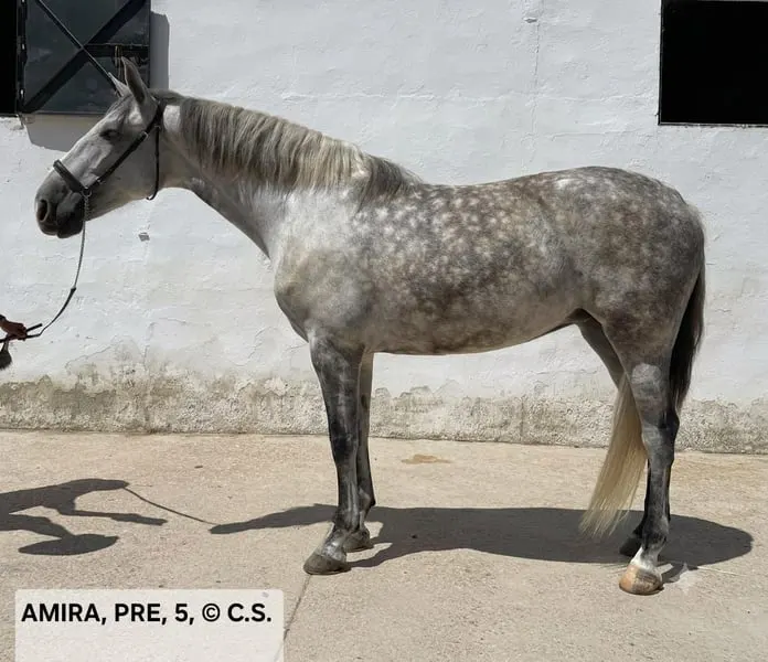 AMIRA, bildschöne PRE