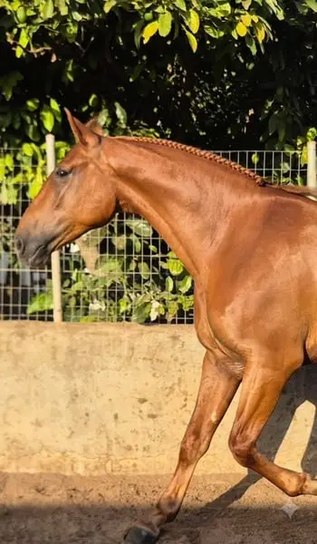 NERO, Verkaufspferd Finca de Barroco