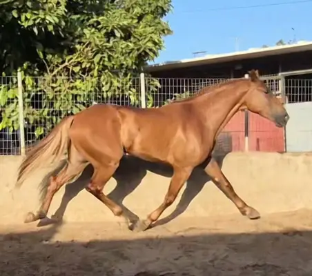 NERO, Verkaufspferd Finca de Barroco