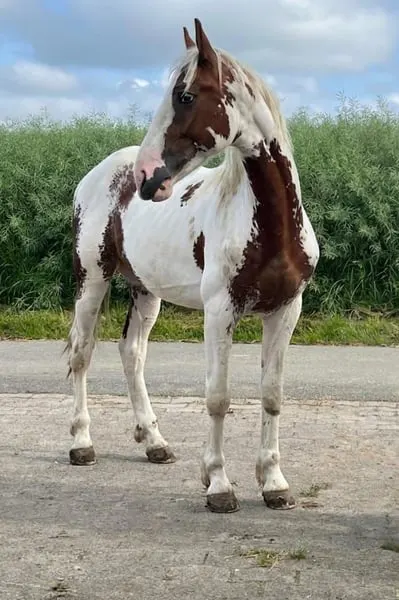 LAMBO DE FINCA BARROCO