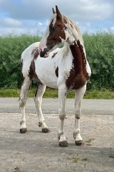 LAMBO DE FINCA BARROCO