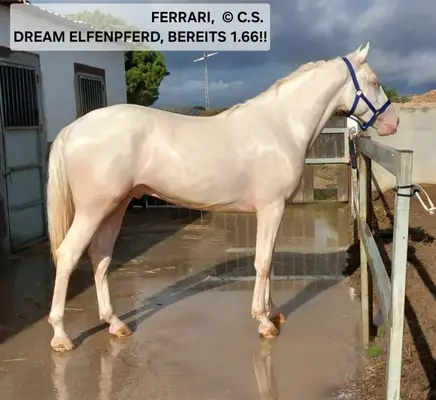 FERRARI - Verkaufspferd Finca de Barroco