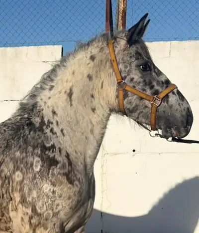 Cooler Typ mit Sonderlackierung