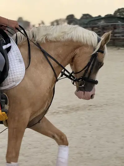 Ferien auf dem Ponyhof - Reiten